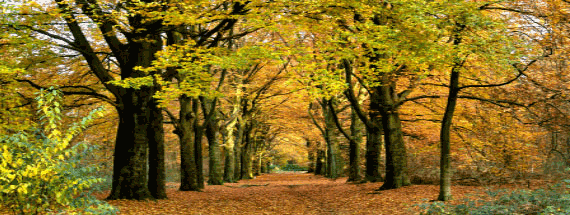 Path leading through falling leaves surrounded by trees