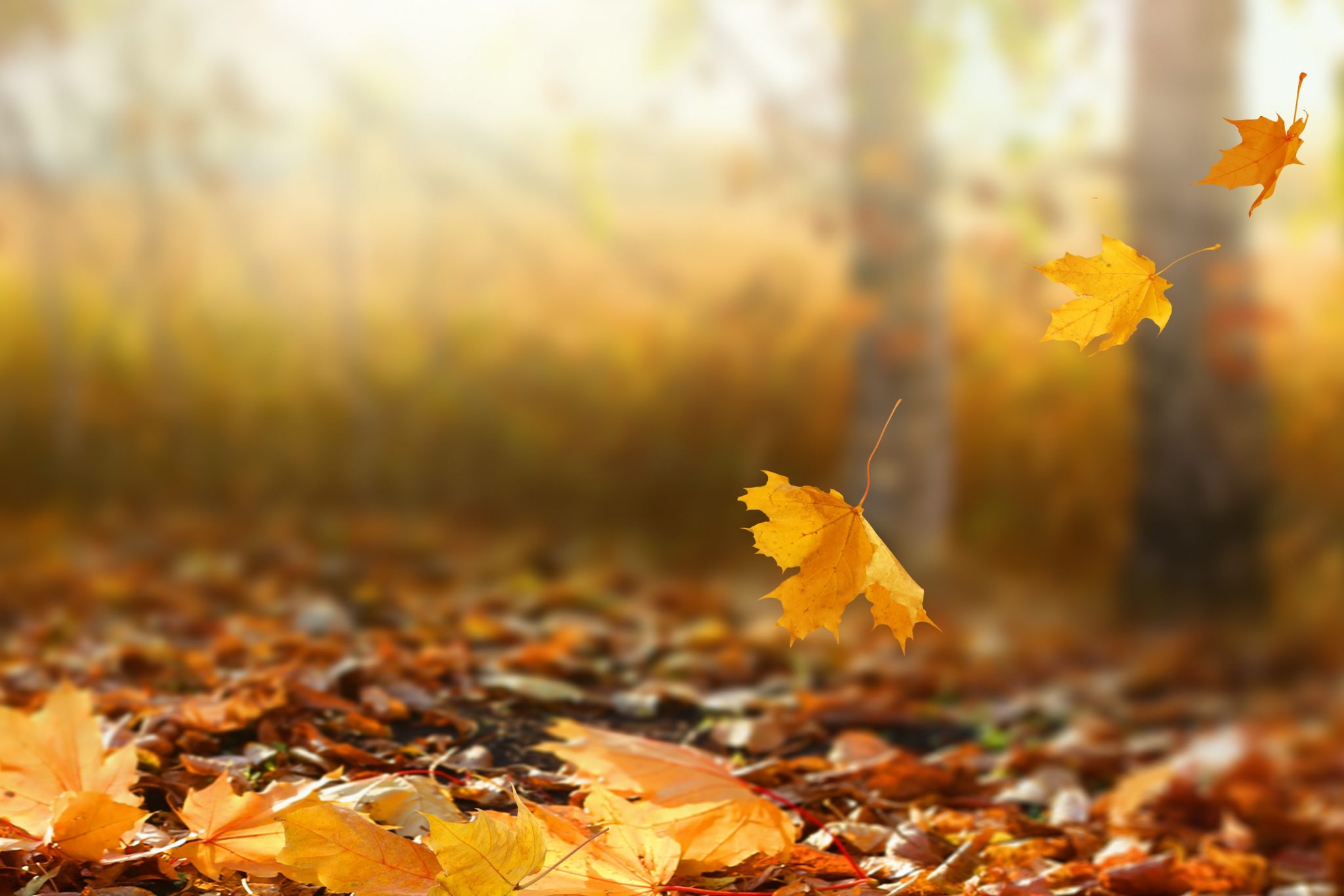 Beautiful autumn landscape with yellow trees and sun. Colorful foliage in the park. Falling leaves natural background